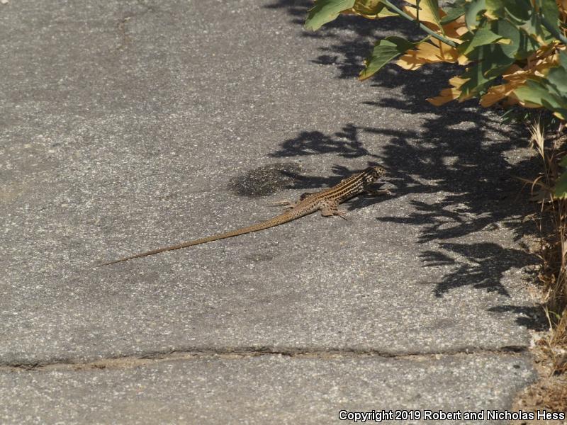 Coastal Whiptail (Aspidoscelis tigris stejnegeri)