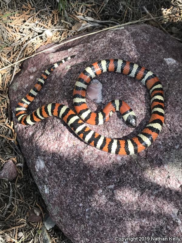 Utah Milksnake (Lampropeltis triangulum taylori)