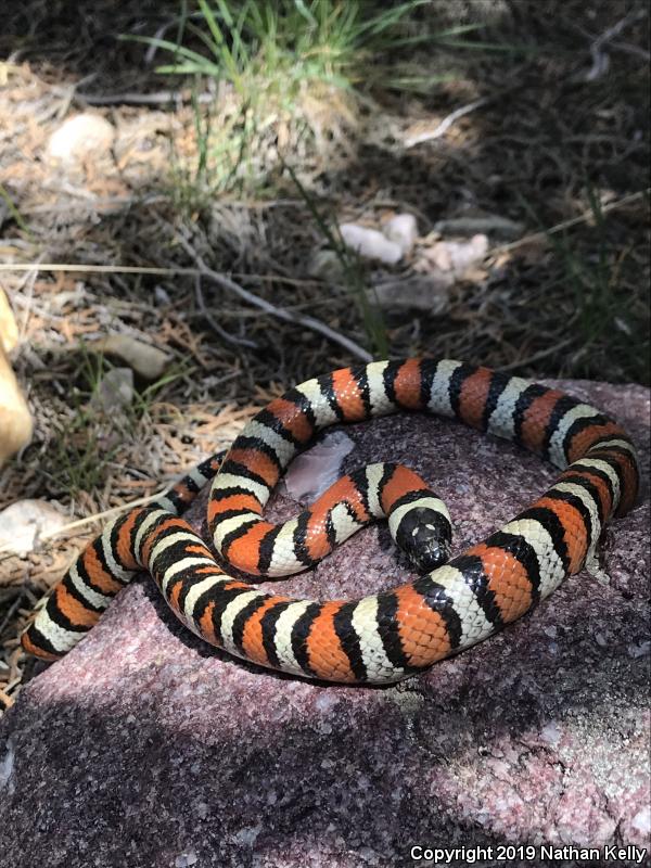 Utah Milksnake (Lampropeltis triangulum taylori)