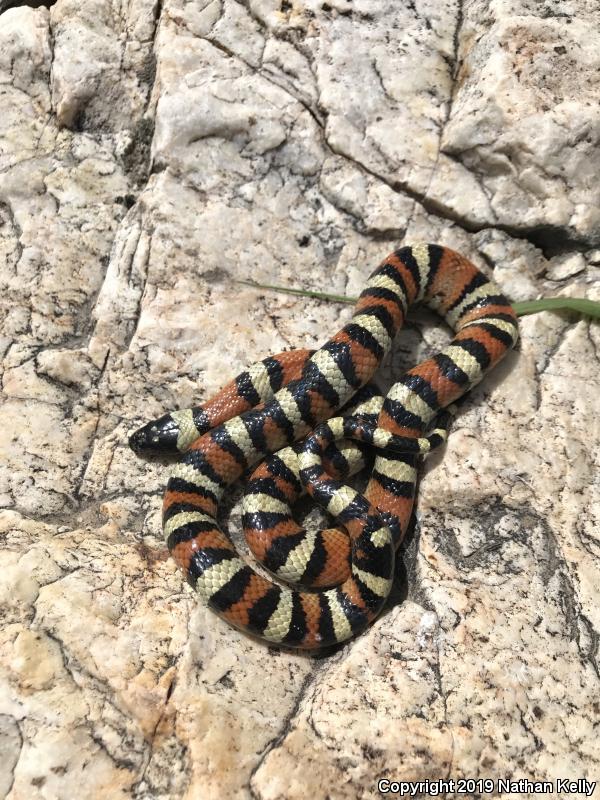 Utah Milksnake (Lampropeltis triangulum taylori)