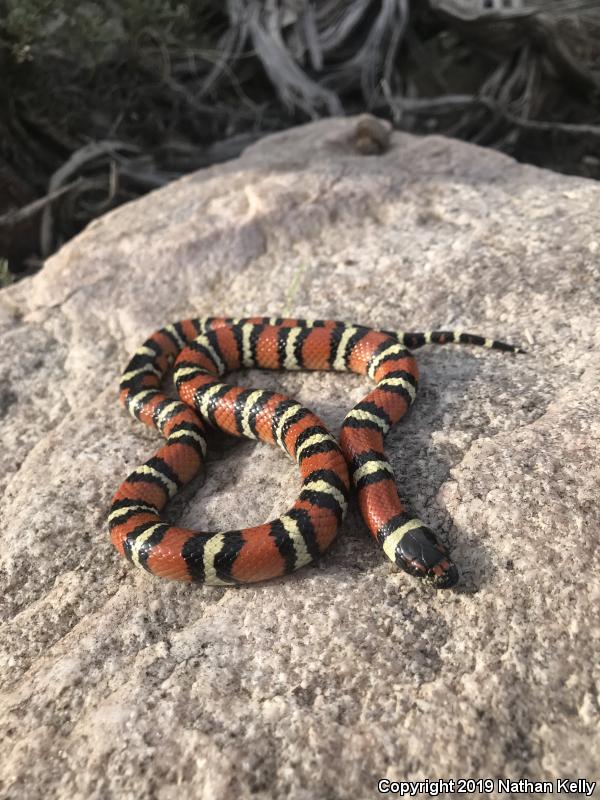 Utah Milksnake (Lampropeltis triangulum taylori)