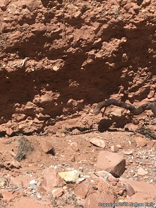 Utah Mountain Kingsnake (Lampropeltis pyromelana infralabialis)