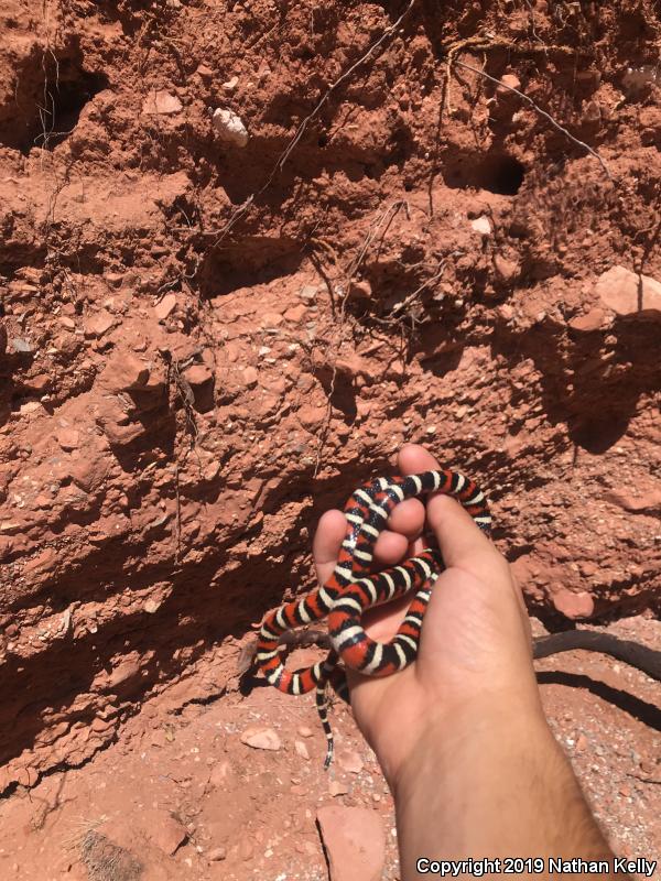 Utah Mountain Kingsnake (Lampropeltis pyromelana infralabialis)