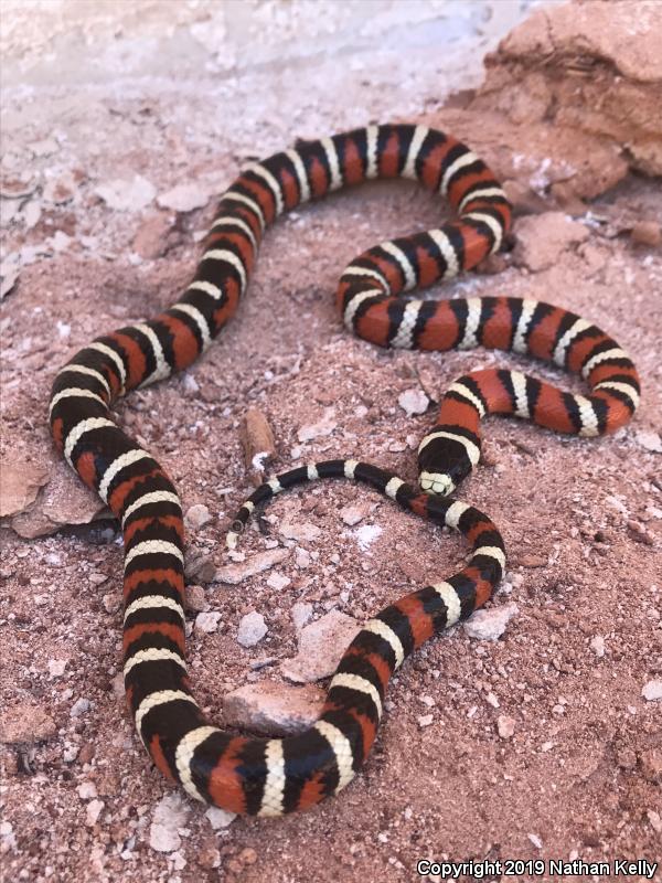 Utah Mountain Kingsnake (Lampropeltis pyromelana infralabialis)