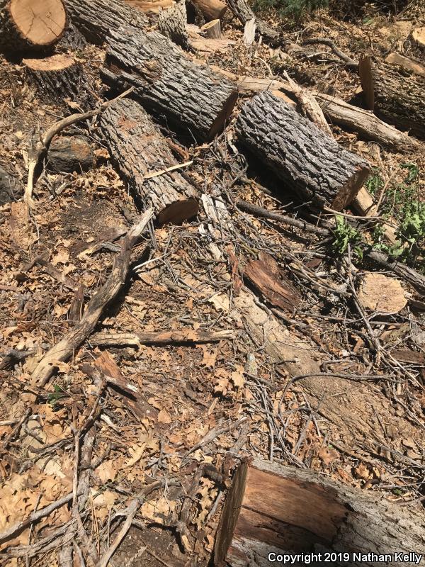 Utah Mountain Kingsnake (Lampropeltis pyromelana infralabialis)