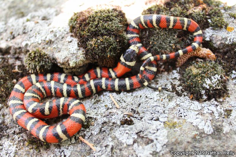 Utah Mountain Kingsnake (Lampropeltis pyromelana infralabialis)