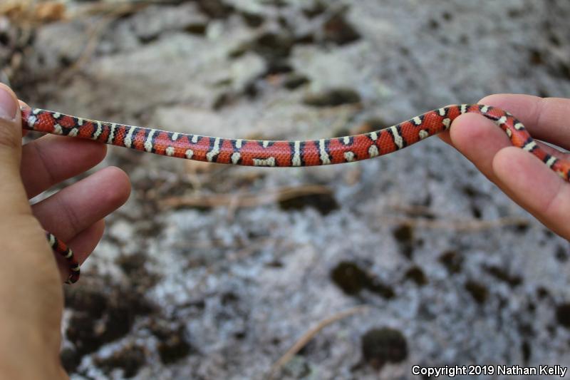 Utah Mountain Kingsnake (Lampropeltis pyromelana infralabialis)