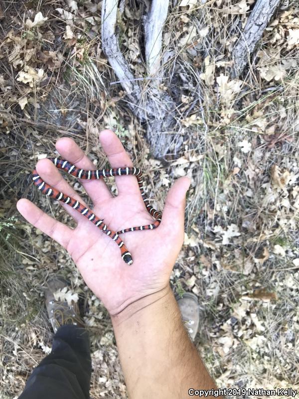 Utah Mountain Kingsnake (Lampropeltis pyromelana infralabialis)