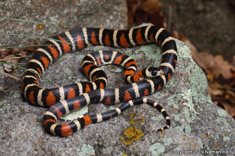 Utah Mountain Kingsnake (Lampropeltis pyromelana infralabialis)