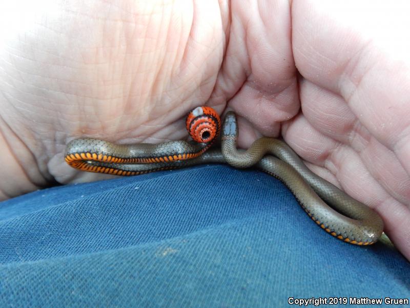 San Diego Ring-necked Snake (Diadophis punctatus similis)