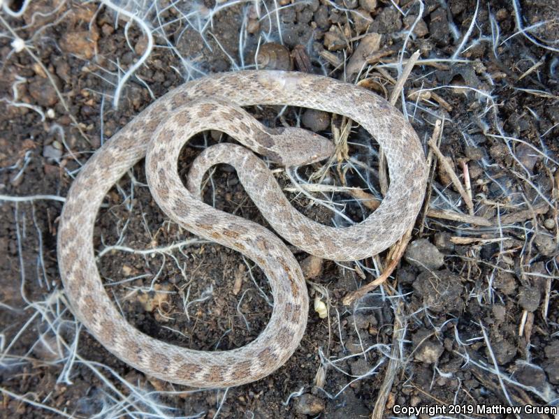 San Diego Nightsnake (Hypsiglena ochrorhyncha klauberi)