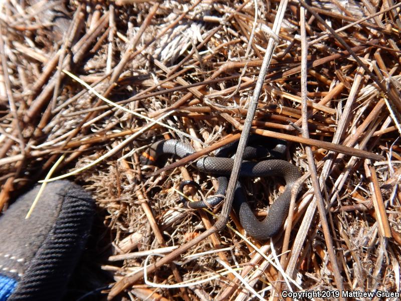 San Diego Ring-necked Snake (Diadophis punctatus similis)