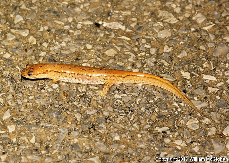 Seal Salamander (Desmognathus monticola)