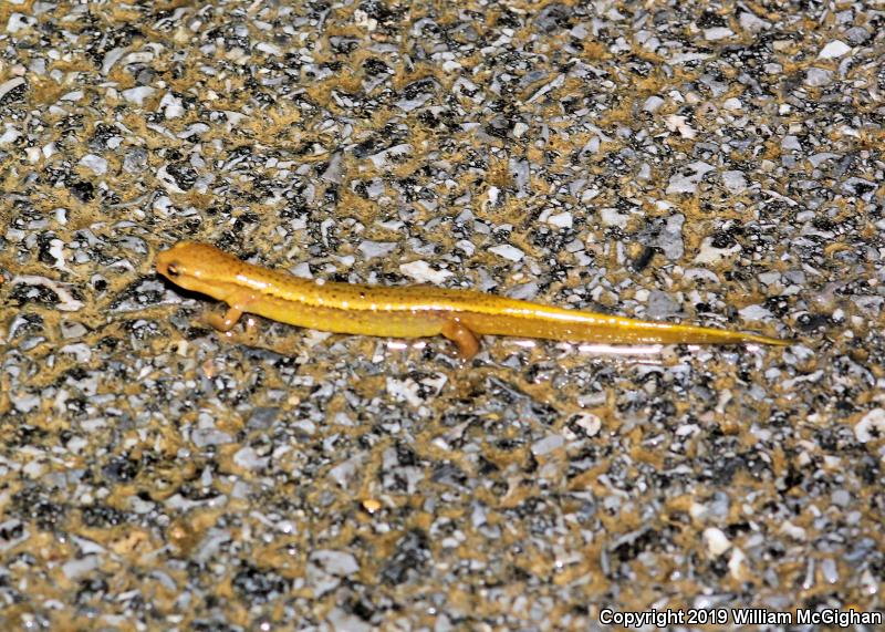 Blue Ridge Two-lined Salamander (Eurycea wilderae)