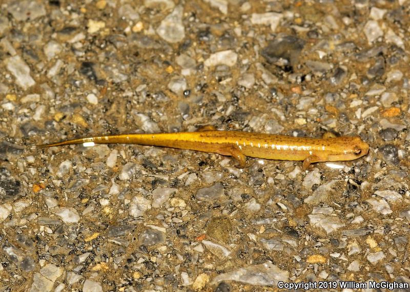 Blue Ridge Two-lined Salamander (Eurycea wilderae)