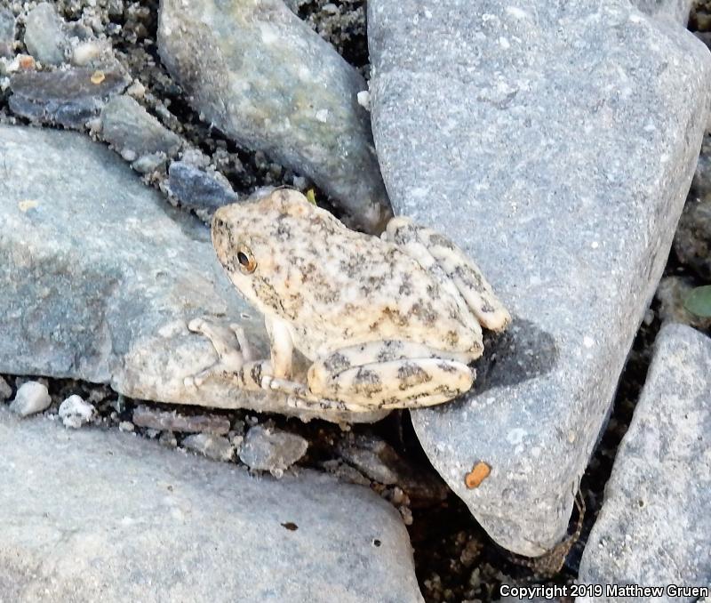 California Treefrog (Pseudacris cadaverina)