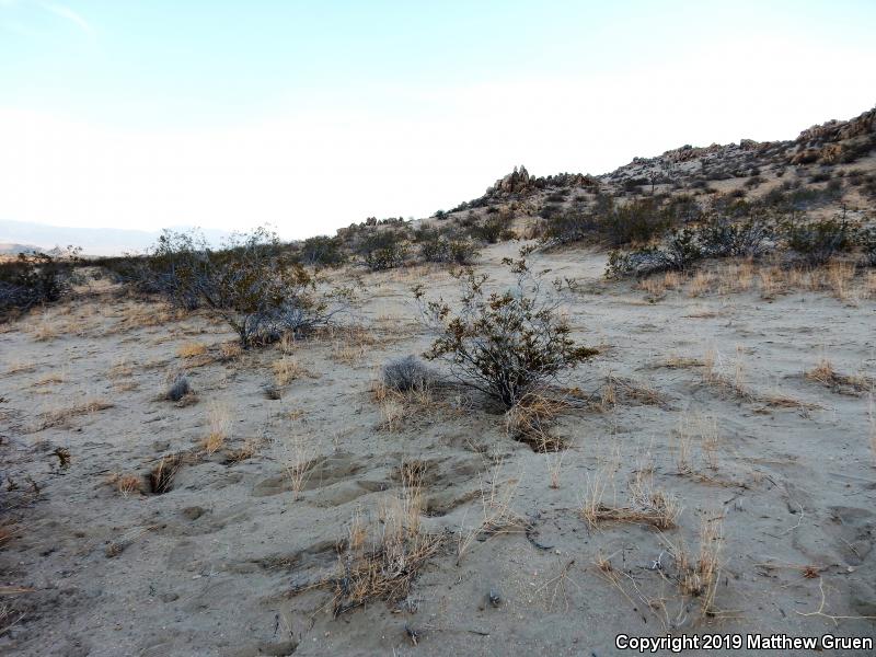 Mojave Desert Sidewinder (Crotalus cerastes cerastes)
