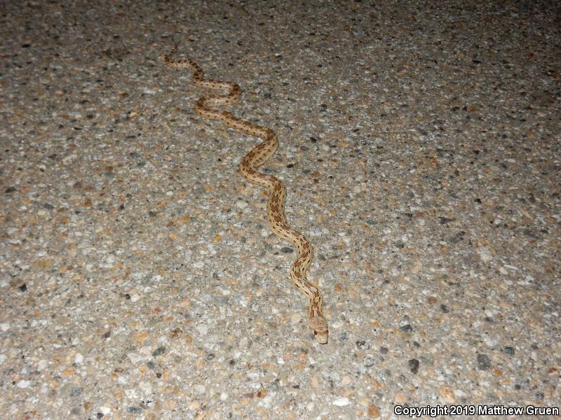 Pacific Gopher Snake (Pituophis catenifer catenifer)