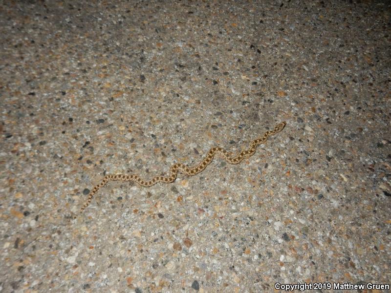 Pacific Gopher Snake (Pituophis catenifer catenifer)