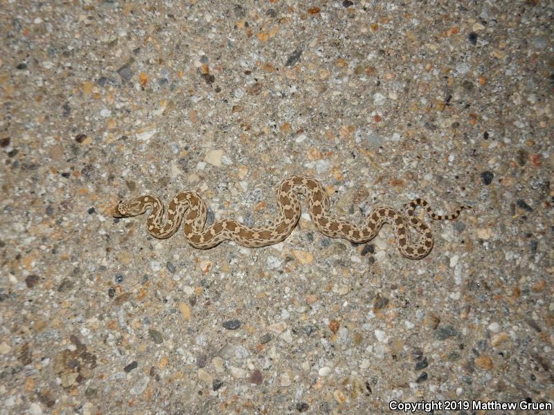 Pacific Gopher Snake (Pituophis catenifer catenifer)