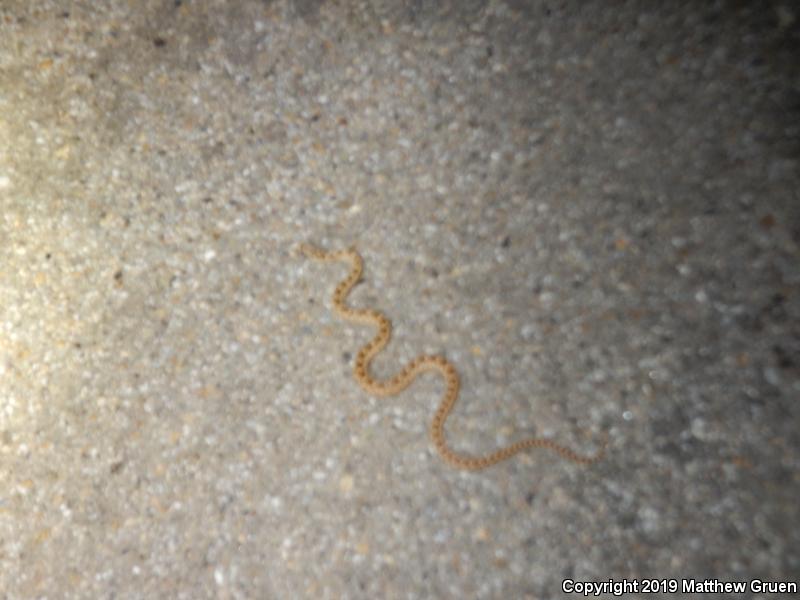 Pacific Gopher Snake (Pituophis catenifer catenifer)