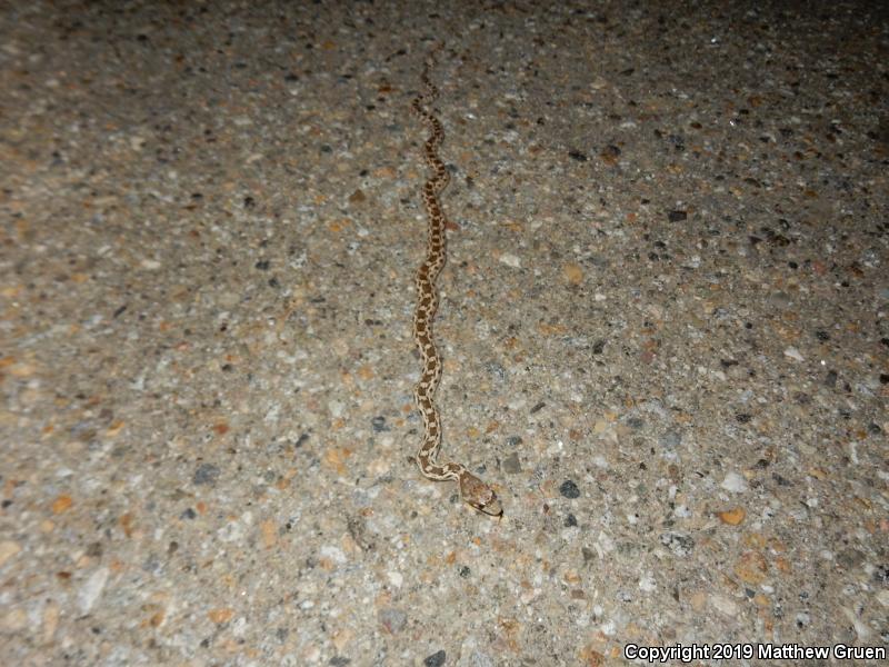 Pacific Gopher Snake (Pituophis catenifer catenifer)