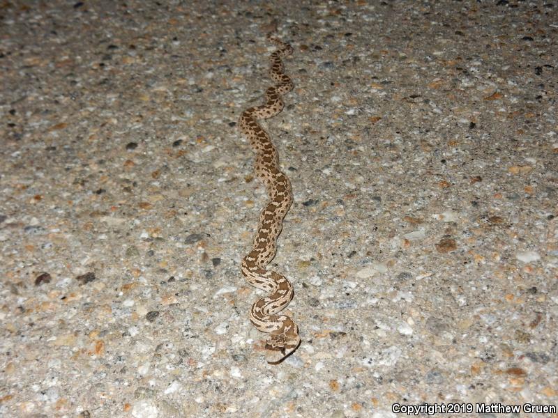 Pacific Gopher Snake (Pituophis catenifer catenifer)