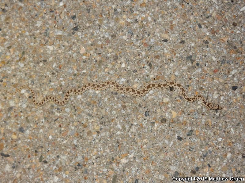 Pacific Gopher Snake (Pituophis catenifer catenifer)