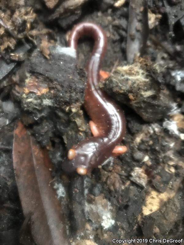 Monterey Ensatina (Ensatina eschscholtzii eschscholtzii)