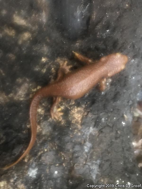 California Newt (Taricha torosa)