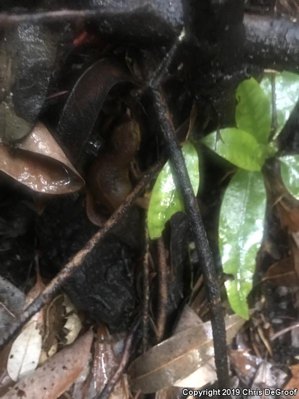 California Newt (Taricha torosa)