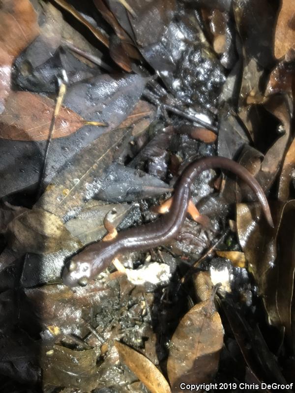 Monterey Ensatina (Ensatina eschscholtzii eschscholtzii)