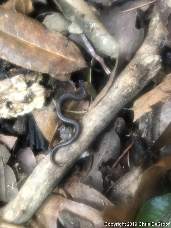 Black-bellied Slender Salamander (Batrachoseps nigriventris)