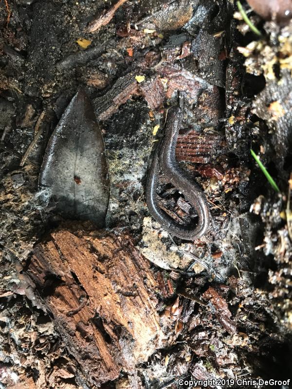 Black-bellied Slender Salamander (Batrachoseps nigriventris)