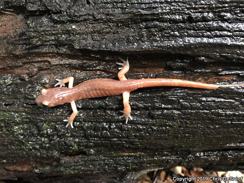 Monterey Ensatina (Ensatina eschscholtzii eschscholtzii)