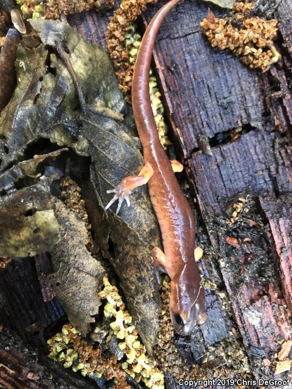 Monterey Ensatina (Ensatina eschscholtzii eschscholtzii)