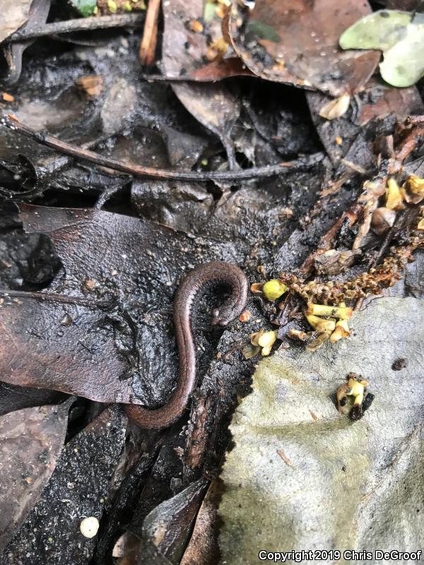 Black-bellied Slender Salamander (Batrachoseps nigriventris)