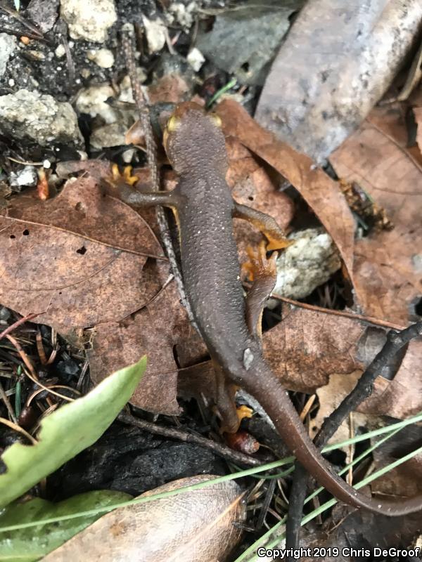 California Newt (Taricha torosa)