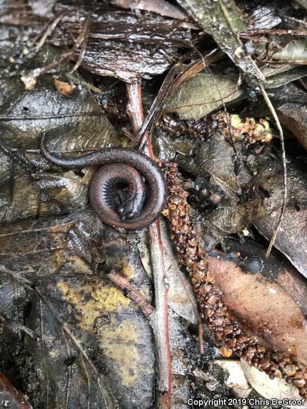 Black-bellied Slender Salamander (Batrachoseps nigriventris)