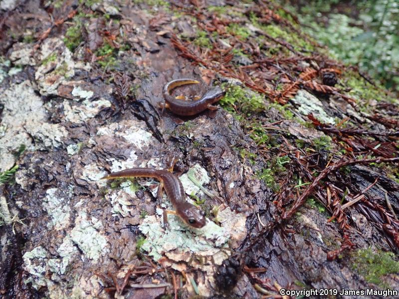 Yellow-eyed Ensatina (Ensatina eschscholtzii xanthoptica)