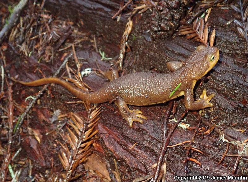 California Newt (Taricha torosa)