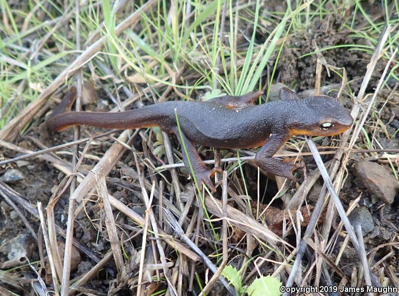 Rough-skinned Newt (Taricha granulosa)