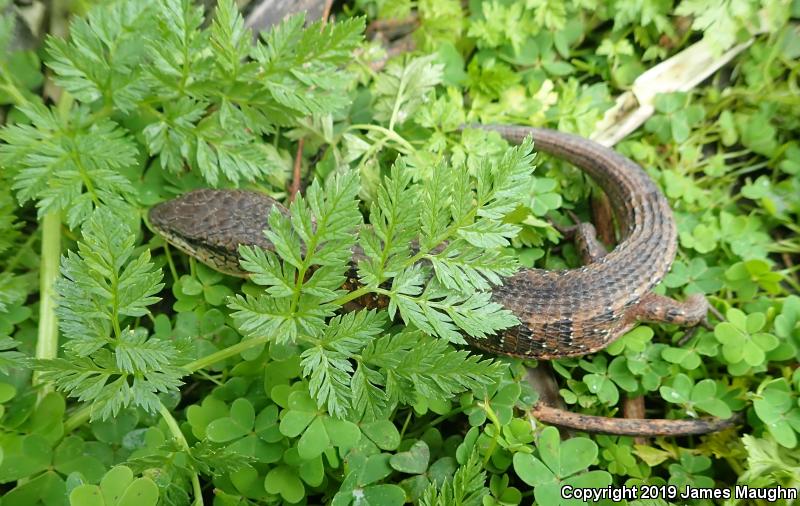 San Francisco Alligator Lizard (Elgaria coerulea coerulea)