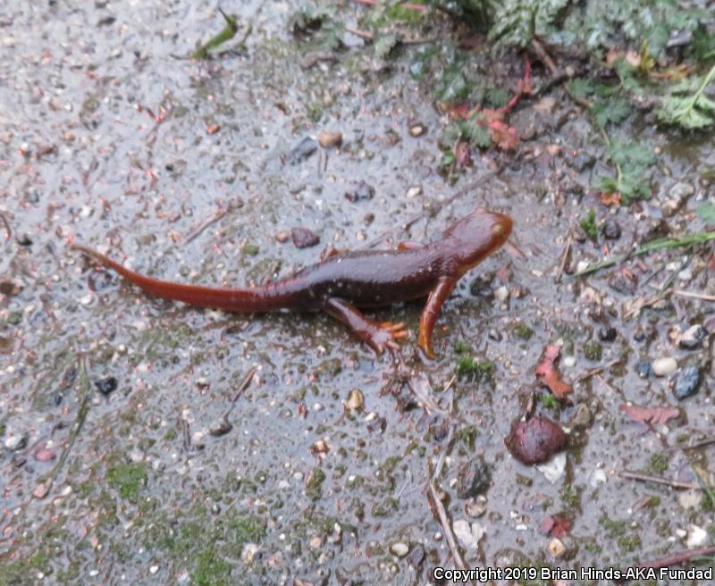 Coast Range Newt (Taricha torosa torosa)