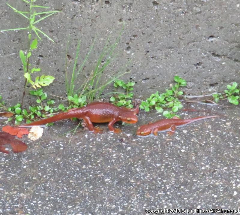 Coast Range Newt (Taricha torosa torosa)