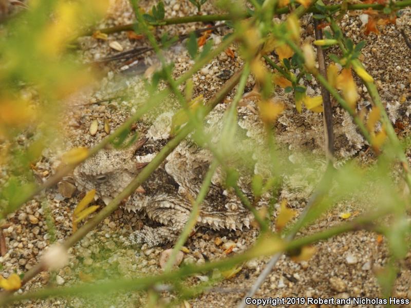 Blainville's Horned Lizard (Phrynosoma blainvillii)