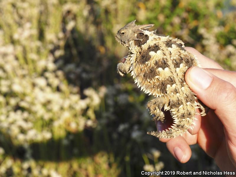 Blainville's Horned Lizard (Phrynosoma blainvillii)