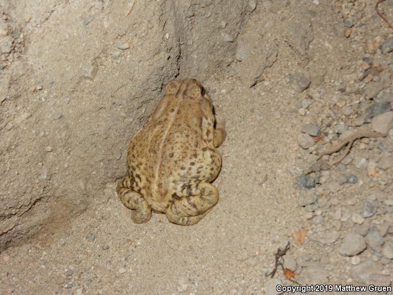 Woodhouse's Toad (Anaxyrus woodhousii)