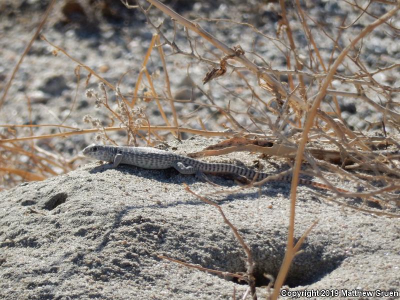 Northern Desert Iguana (Dipsosaurus dorsalis dorsalis)