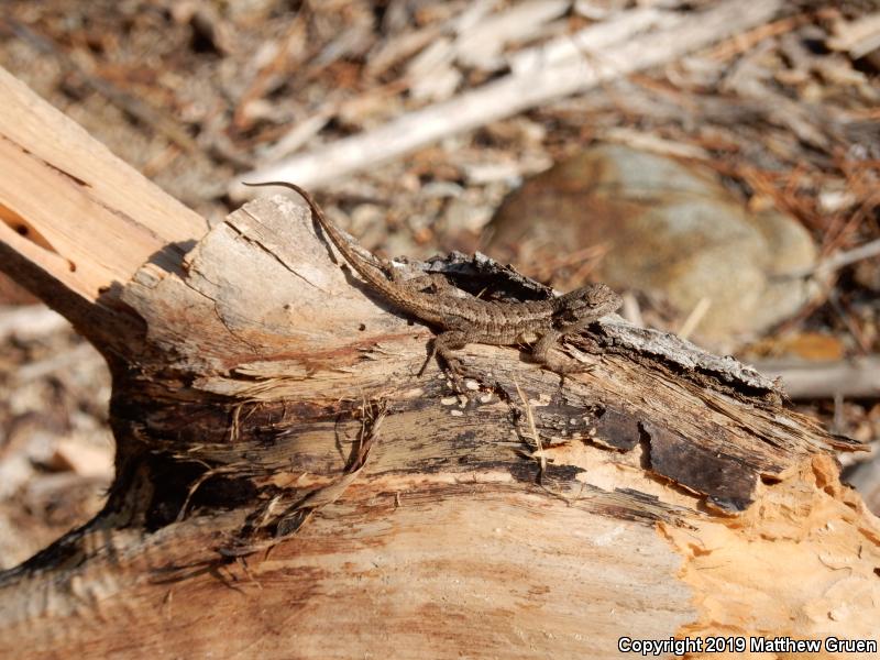 Great Basin Fence Lizard (Sceloporus occidentalis longipes)